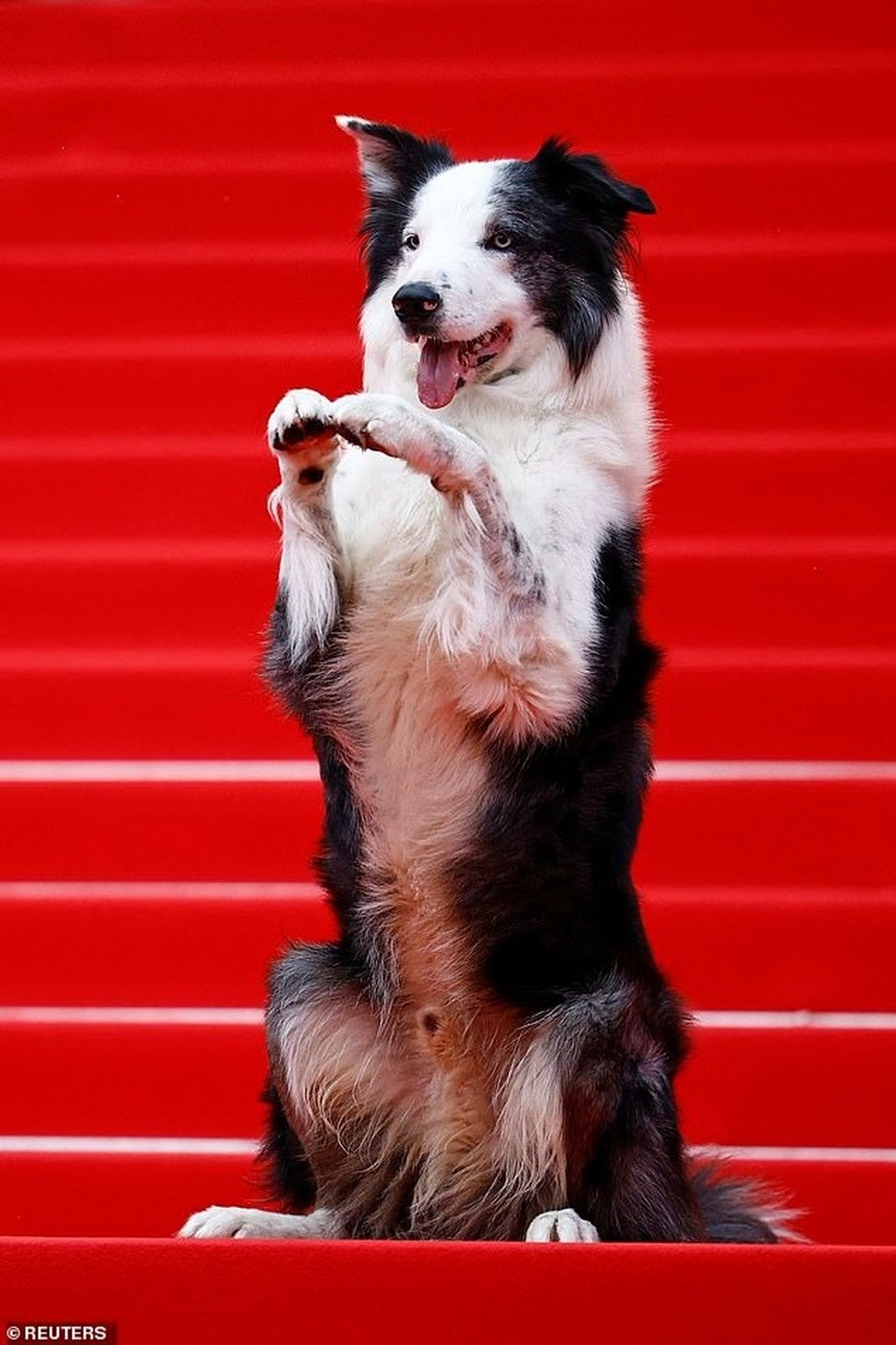 Messi the dog became a hot star on the Cannes red carpet 2